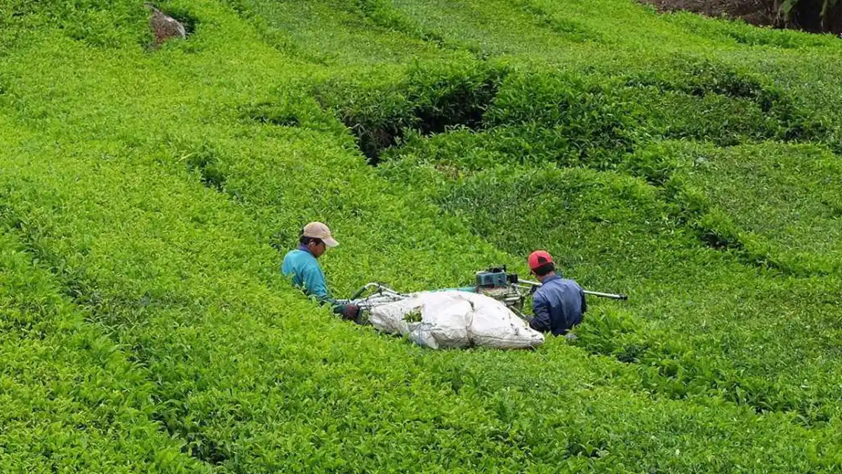 Vakfıkebir’de çay toplama sezonu düzenlenen programla açıldı