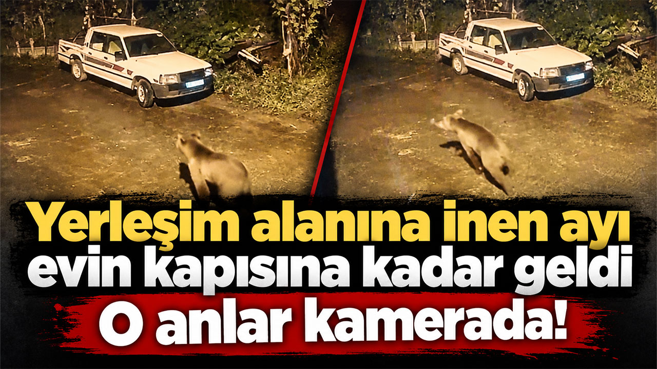 Artvin’de ayı evin kapısına kadar geldi O anlar kamerada!