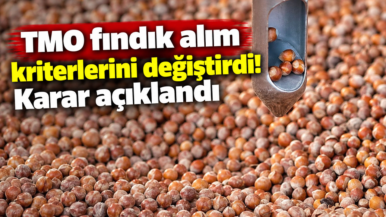 TMO fındık alım kriterlerini değiştirdi! Karar açıklandı
