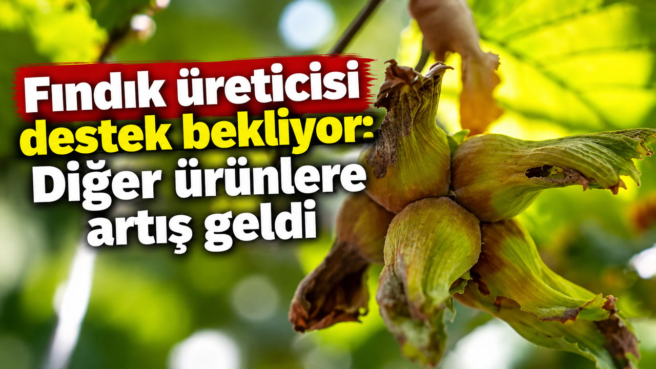 Fındık üreticisi destek bekliyor: Diğer ürünlere artış geldi