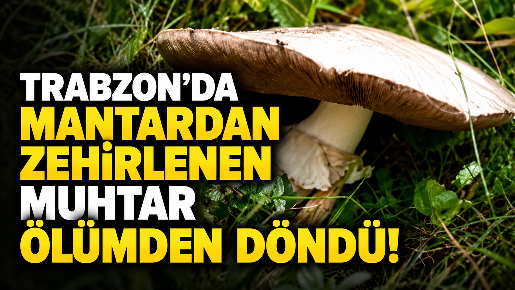 Trabzon'da mantardan zehirlenen muhtar ölümden döndü!