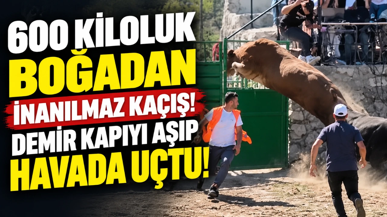 600 kiloluk boğadan inanılmaz kaçış! Demir kapıyı aşıp havada uçtu