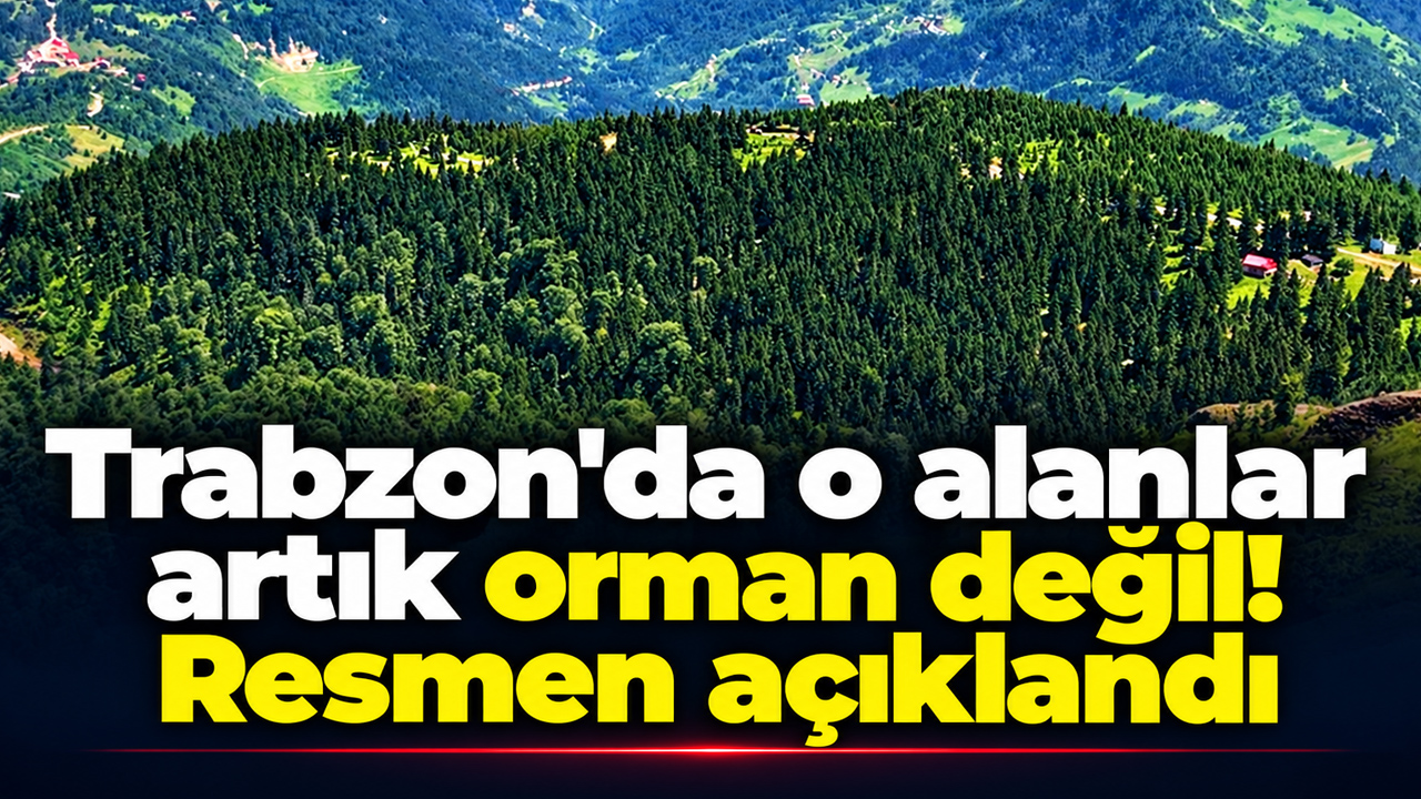 Trabzon'da o alanlar artık orman değil! Resmi Gazete'de yayımlandı