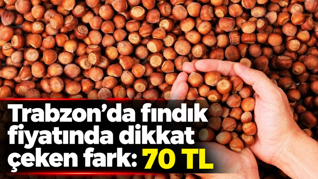 Trabzon’da fındık fiyatında dikkat çeken fark: 70 TL