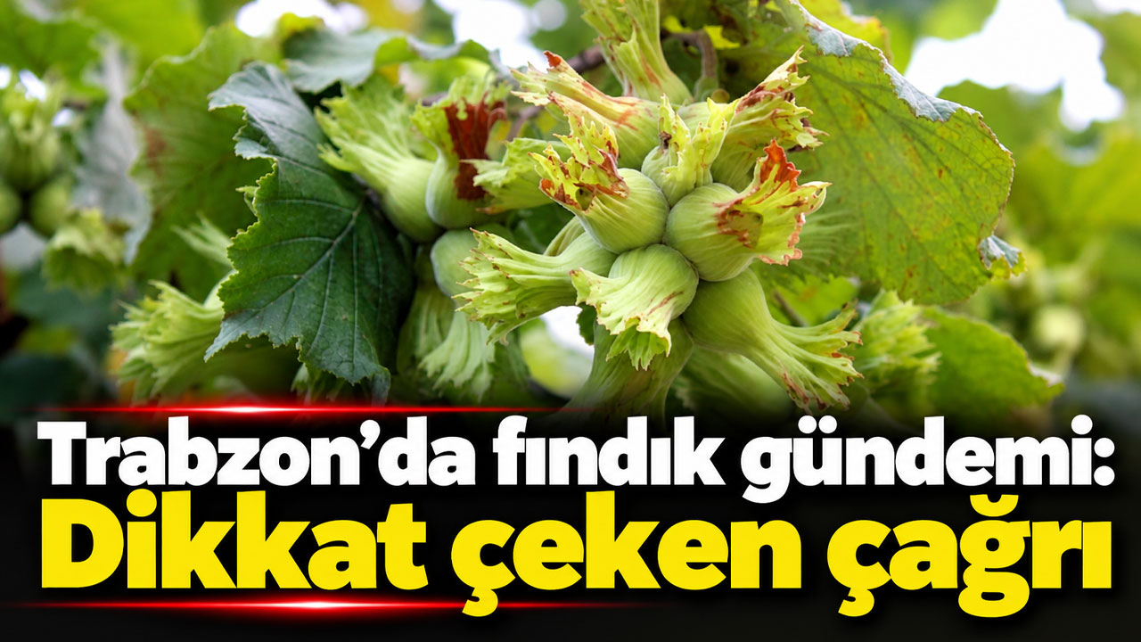 Trabzon’da fındık gündemi: Dikkat çeken çağrı