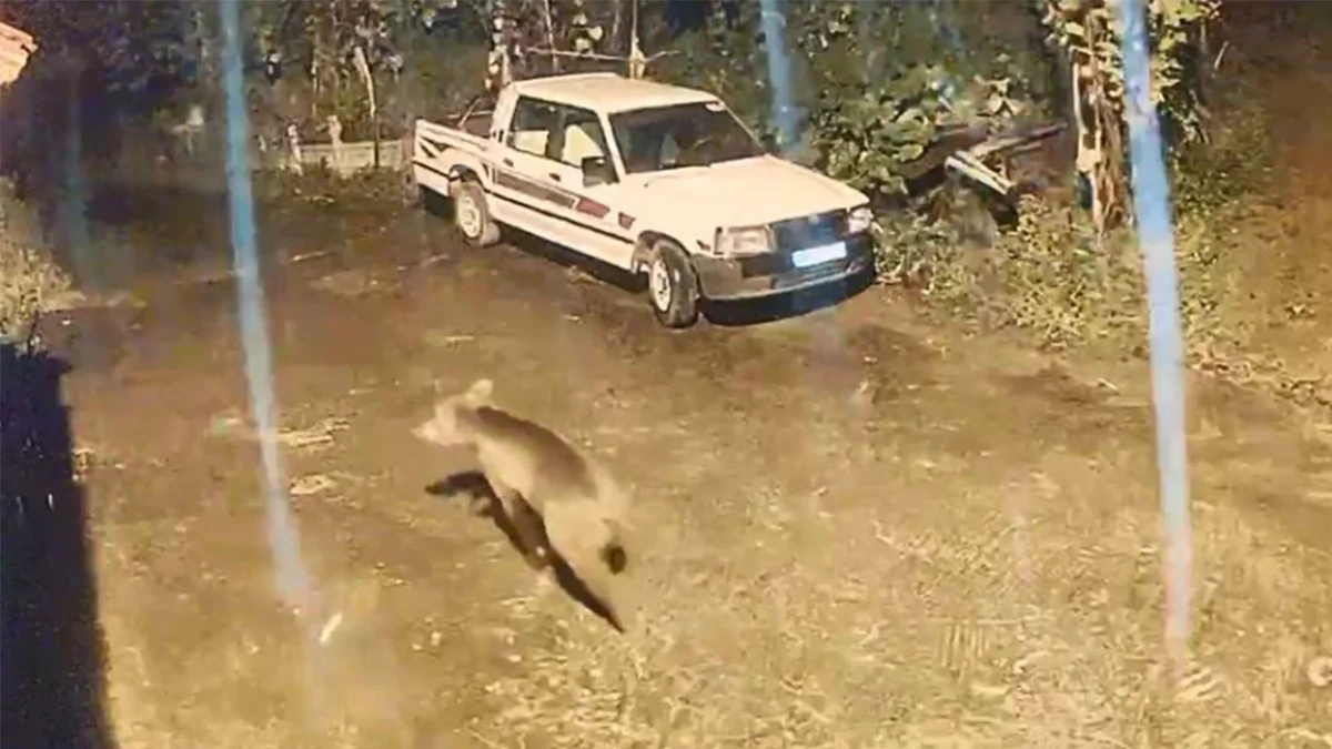 Artvin’de ayı evin kapısına kadar geldi O anlar kamerada!