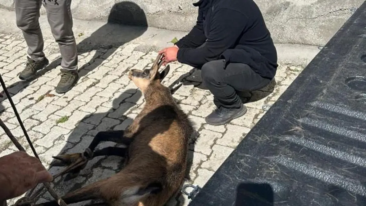 Artvin’de halsiz düşen yaban keçisi ev önüne sığındı