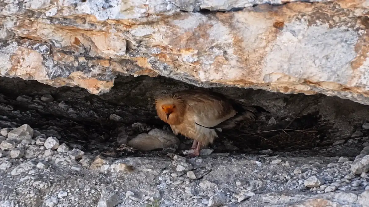 Artvin’de umutlandıran görüntü! Küçük Akbaba yavrusuyla görüldü