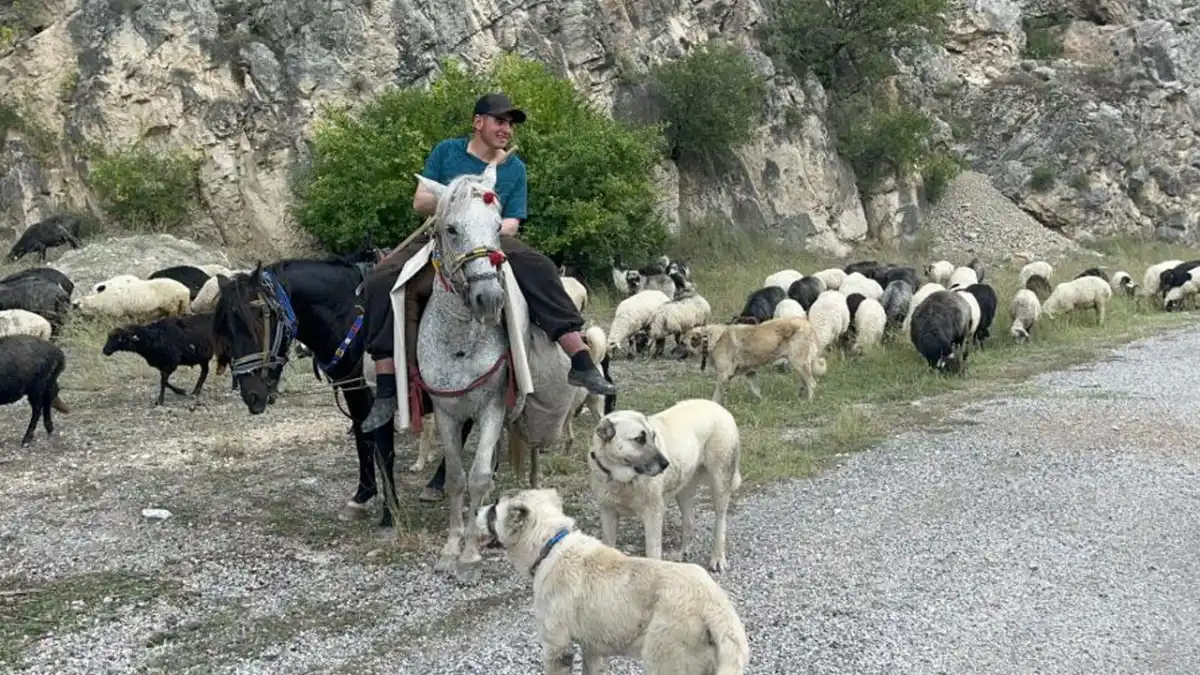 Artvin’de yayla göçü başladı! 700 küçükbaş yola çıktı