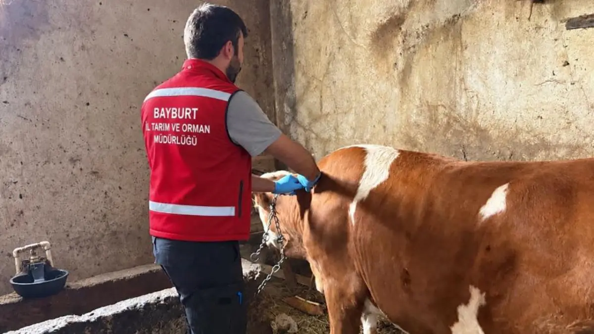Bayburt’ta hayvanlara sonbahar bakımı: Aşılama ve küpeleme sürüyor