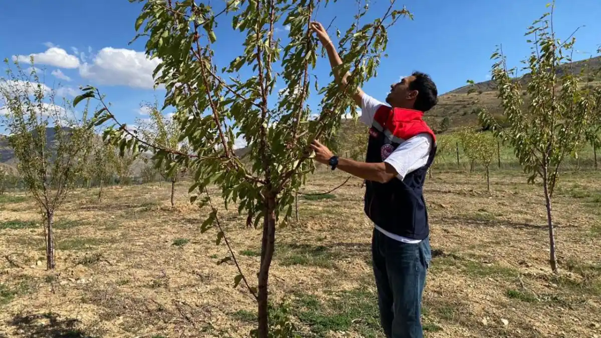 Bayburt’ta meyve bahçelerinde kapsamlı kontrol çalışması