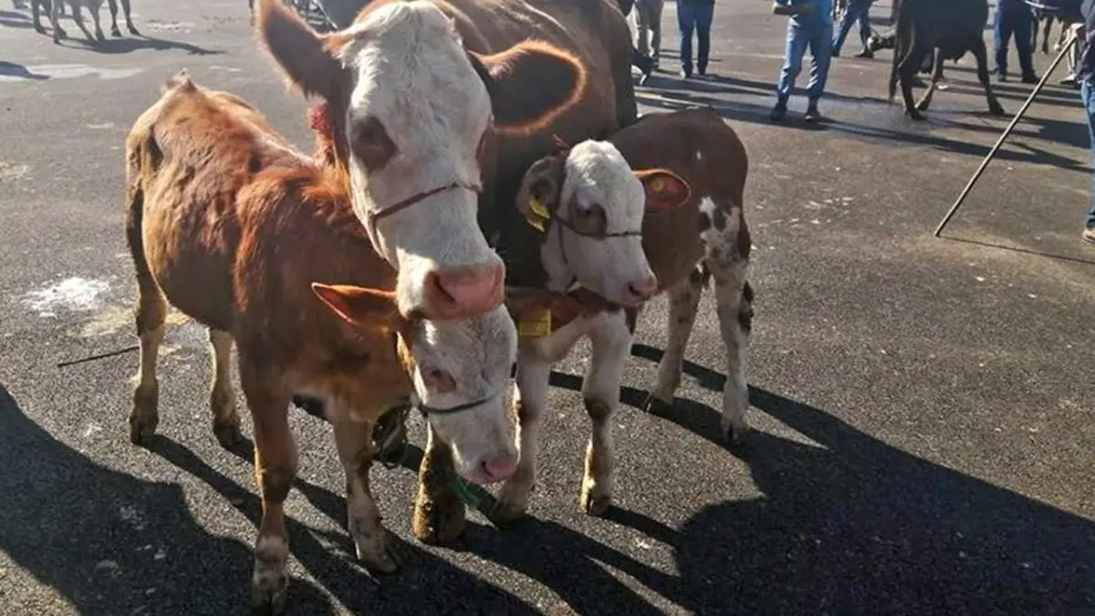 Bayburt’ta yetiştiricilere şap hastalığı uyarısı