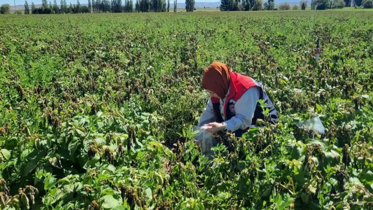 Bayburt’ta patates tarlalarında hasat öncesi denetim