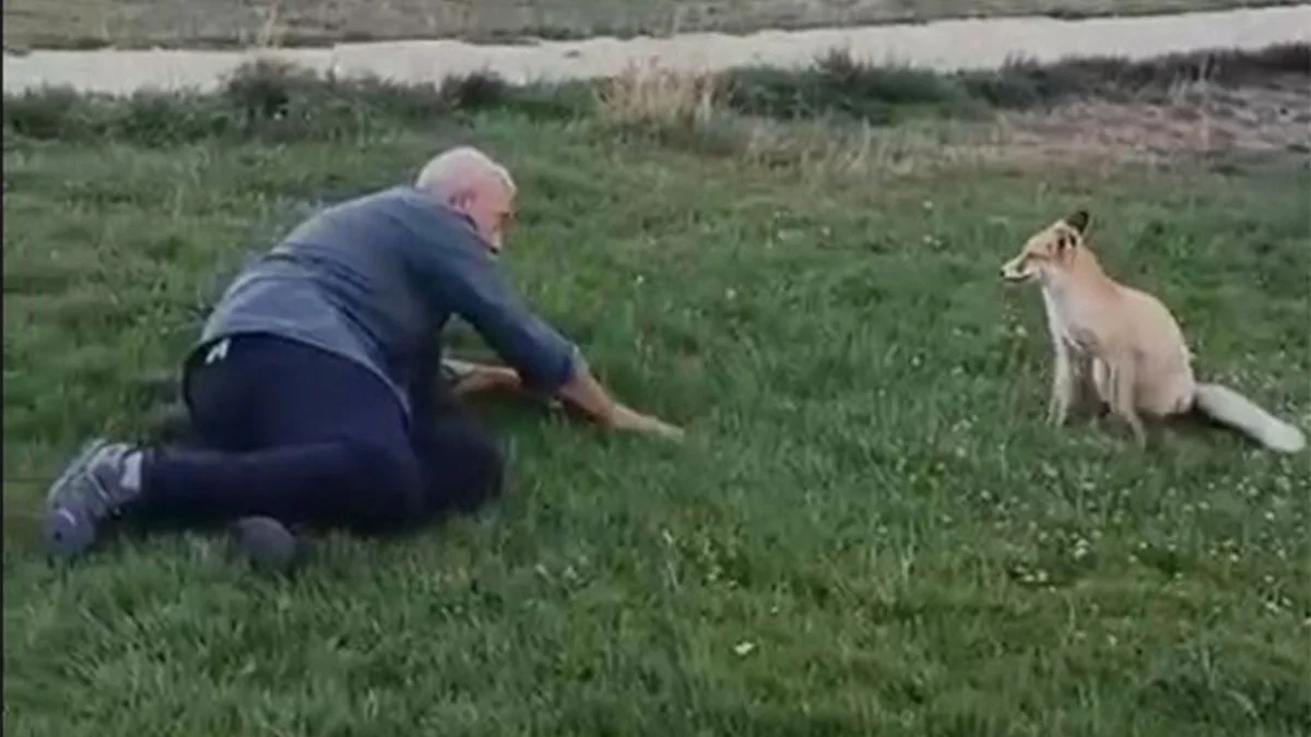 Bayburt’ta vatandaş ile tilkinin dostluğu kamerada