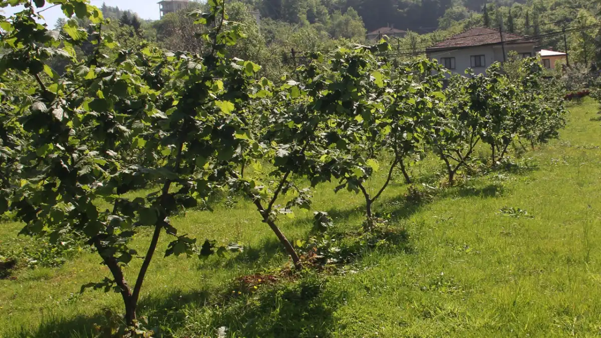 “Fındık niye 200 lira?” tartışmasına farklı bir bakış: "Önce bahçeye bakalım"