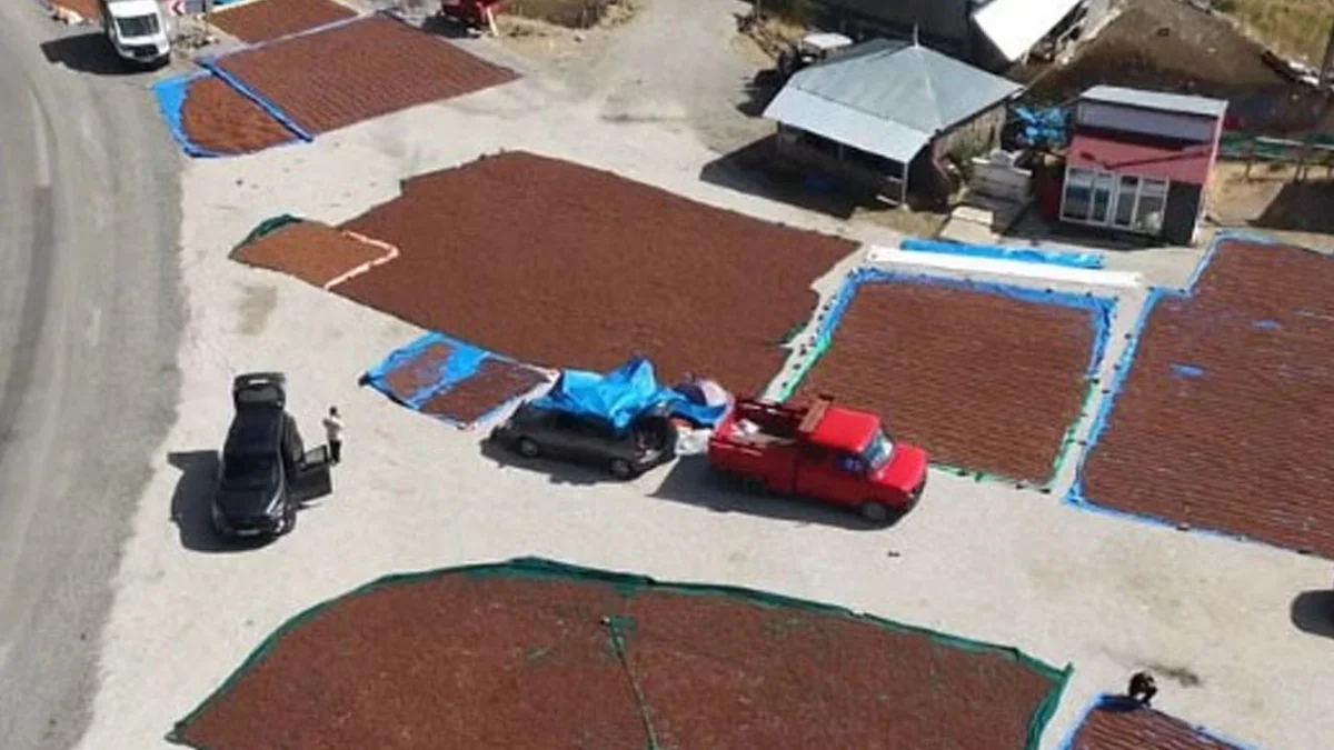 Giresun’da fındık üreticileri kurutmak için iç kesimlere yöneldi
