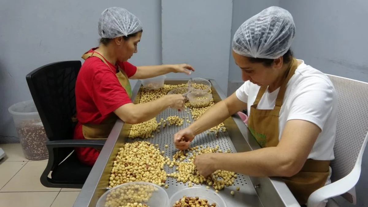 Giresun’da fındıkta yeni dönem! Gurbetçiler butik atölyelere yöneliyor