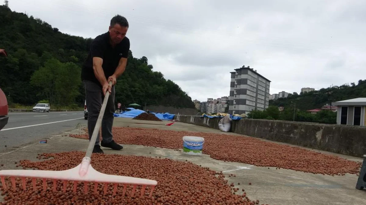 Giresun’da üretici TMO’ya yöneldi: Fındık fiyatı 190 liraya geriledi