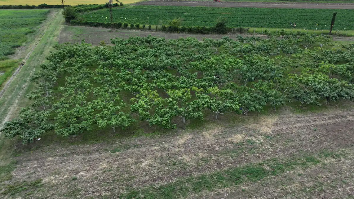 Karadeniz’in yerel incirleri koruma altına alındı! 5 çeşit tescile sunulacak
