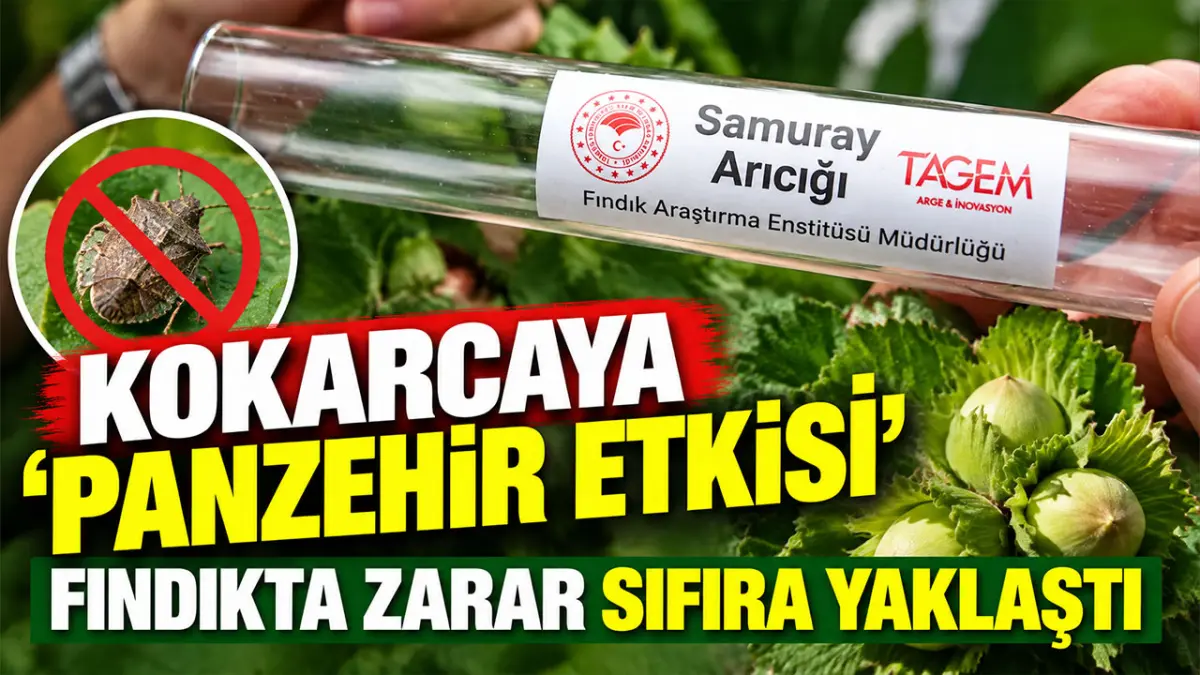 Kokarcaya 'panzehir etkisi'; fındıkta zarar sıfıra yaklaştı