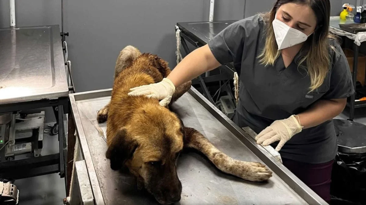 Ordu’da ağzına çengel takılan köpek tedavi altına alındı