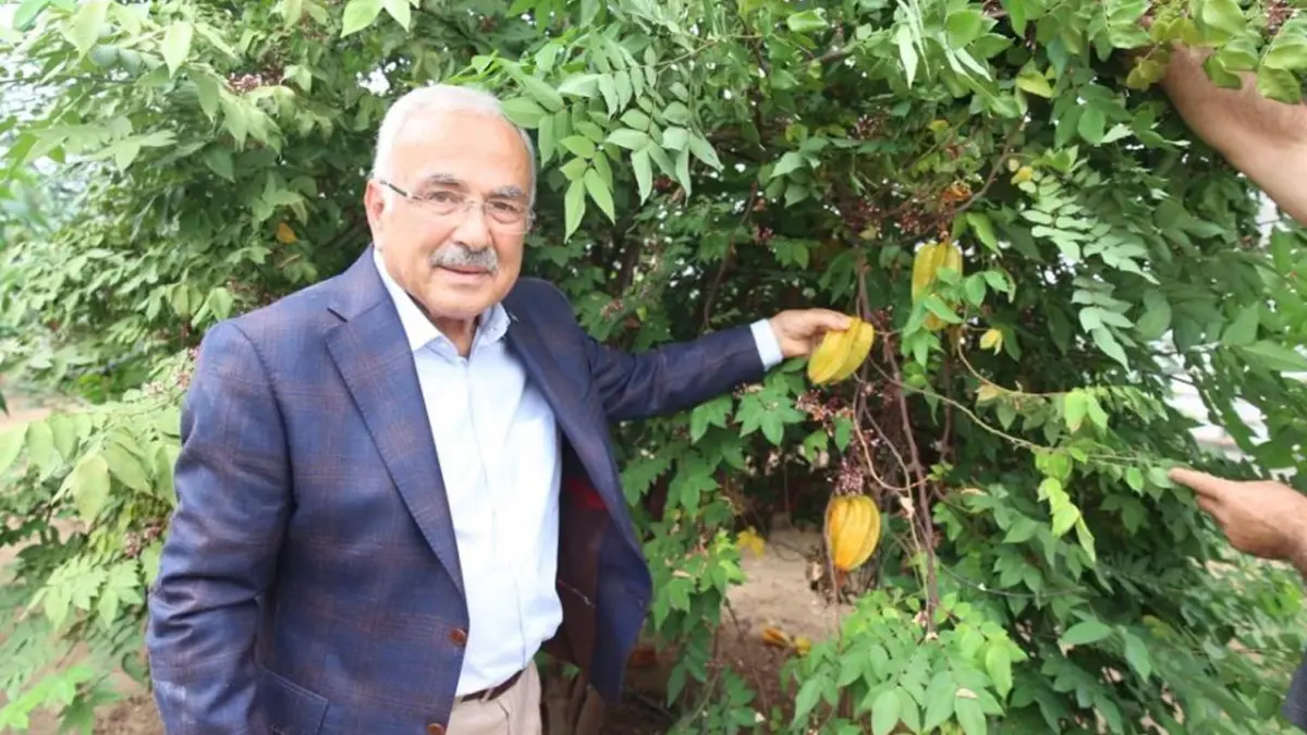 Ordu’da tropikal meyve denemeleri sonuç verdi: Serada 20 çeşit yetişiyor