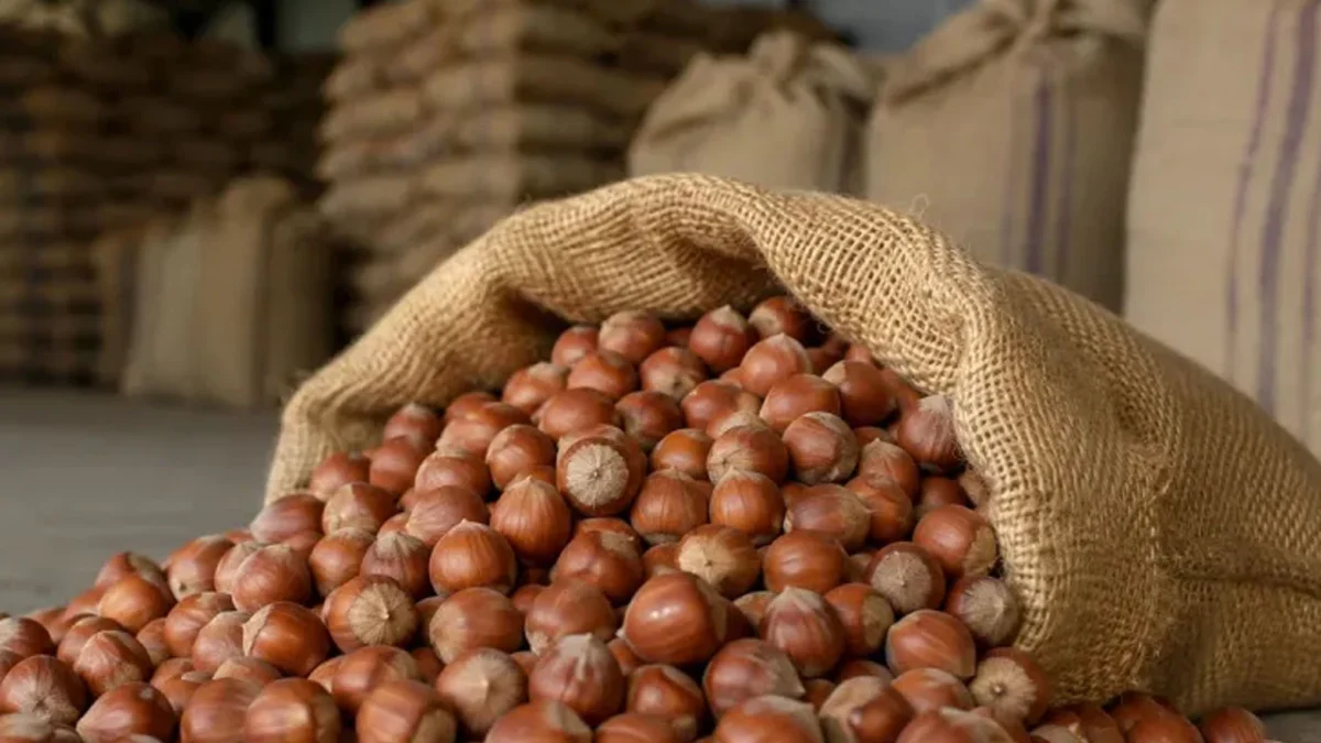 Ticaret Bakanlığı'ndan fındık piyasasına denetim! Ordu ve Giresun'a müfettiş gönderildi