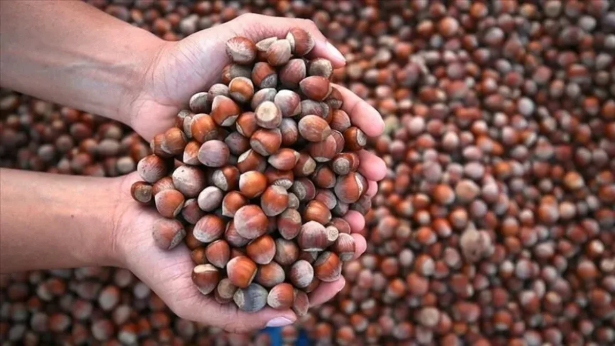 Ticaret Bakanlığı’ndan Fındık piyasasına sıkı denetim! Müfettişler görevlendirildi