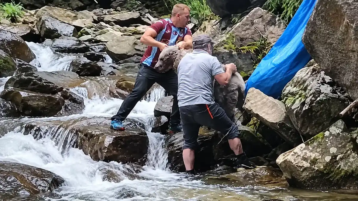 Trabzon’da dereye düşen yavru ayıyı vatandaşlar kurtardı
