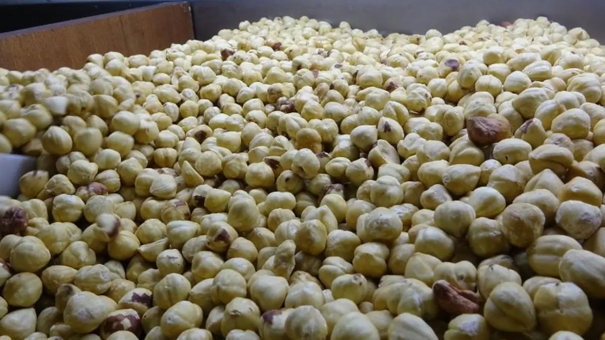 Trabzon’da fındıkta yeni dönem! Kazancı katlanıyor
