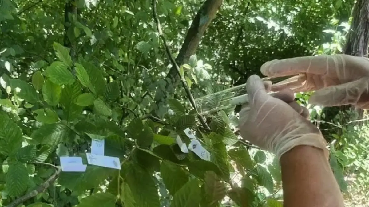 Trabzon’da kahverengi kokarcaya karşı 112 bin parazitoit salındı