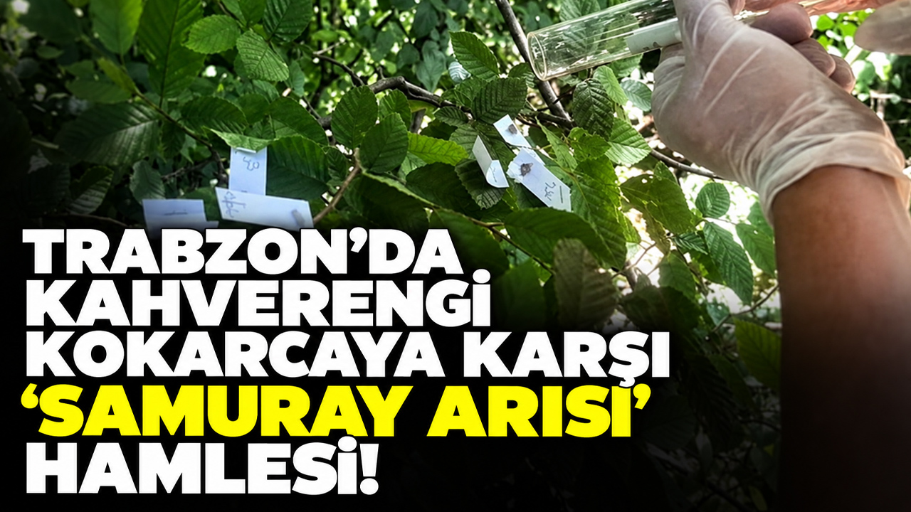 Trabzon’da kahverengi kokarcaya karşı 112 bin parazitoit salındı