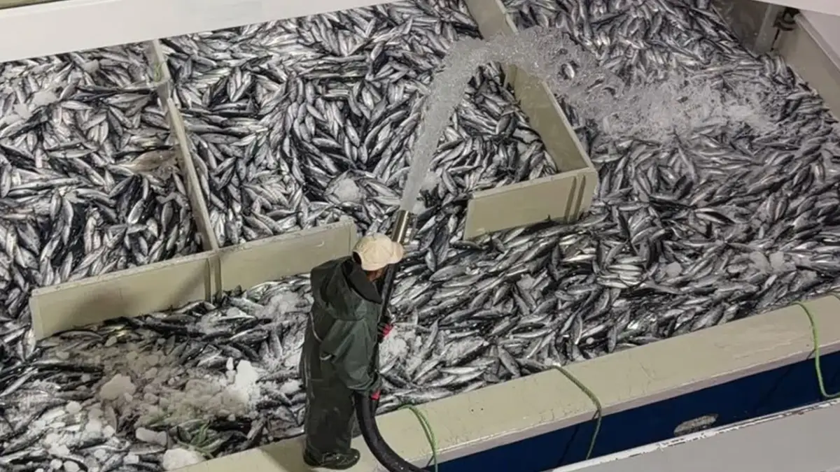 Trabzon'da palamut bereketi! 1 Eylül'den bu yana bin 300 ton palamut avlandı