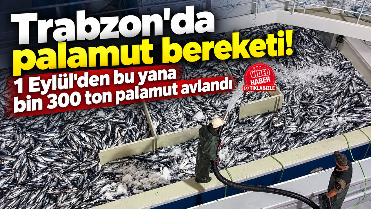 Trabzon'da palamut bereketi! 1 Eylül'den bu yana bin 300 ton palamut avlandı