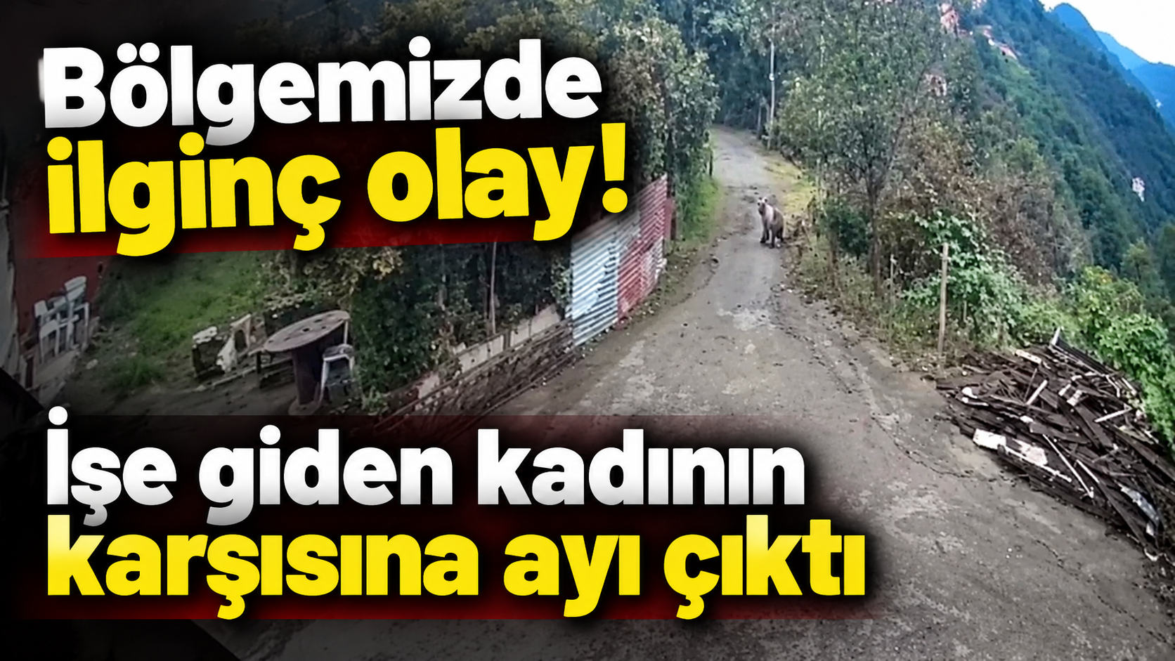 Bölgemizde ilginç olay! İşe giden kadının karşısına ayı çıktı
