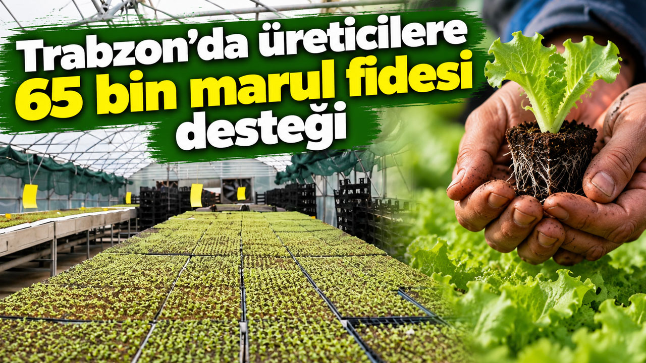 Trabzon’da üreticilere 65 bin marul fidesi desteği