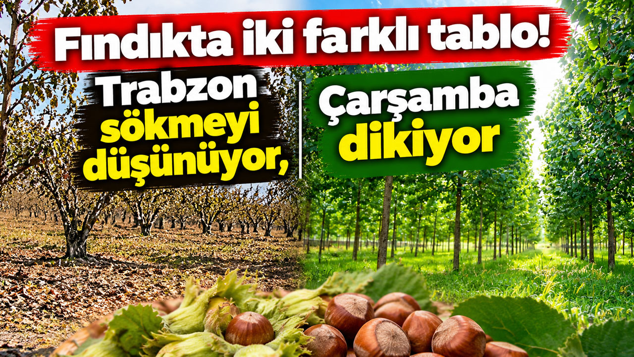 Fındıkta iki farklı tablo! Trabzon sökmeyi düşünüyor, Çarşamba dikiyor