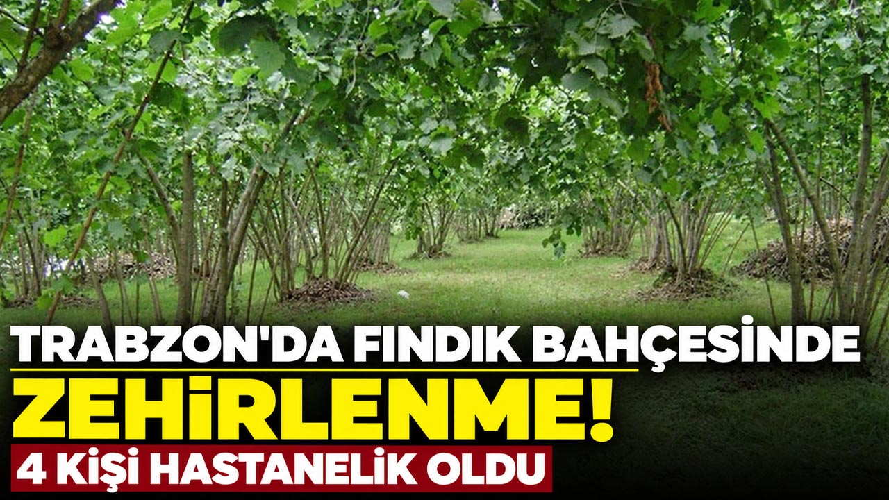 Trabzon’da fındık bahçesinde zehirlenme! 4 kişi hastanelik oldu