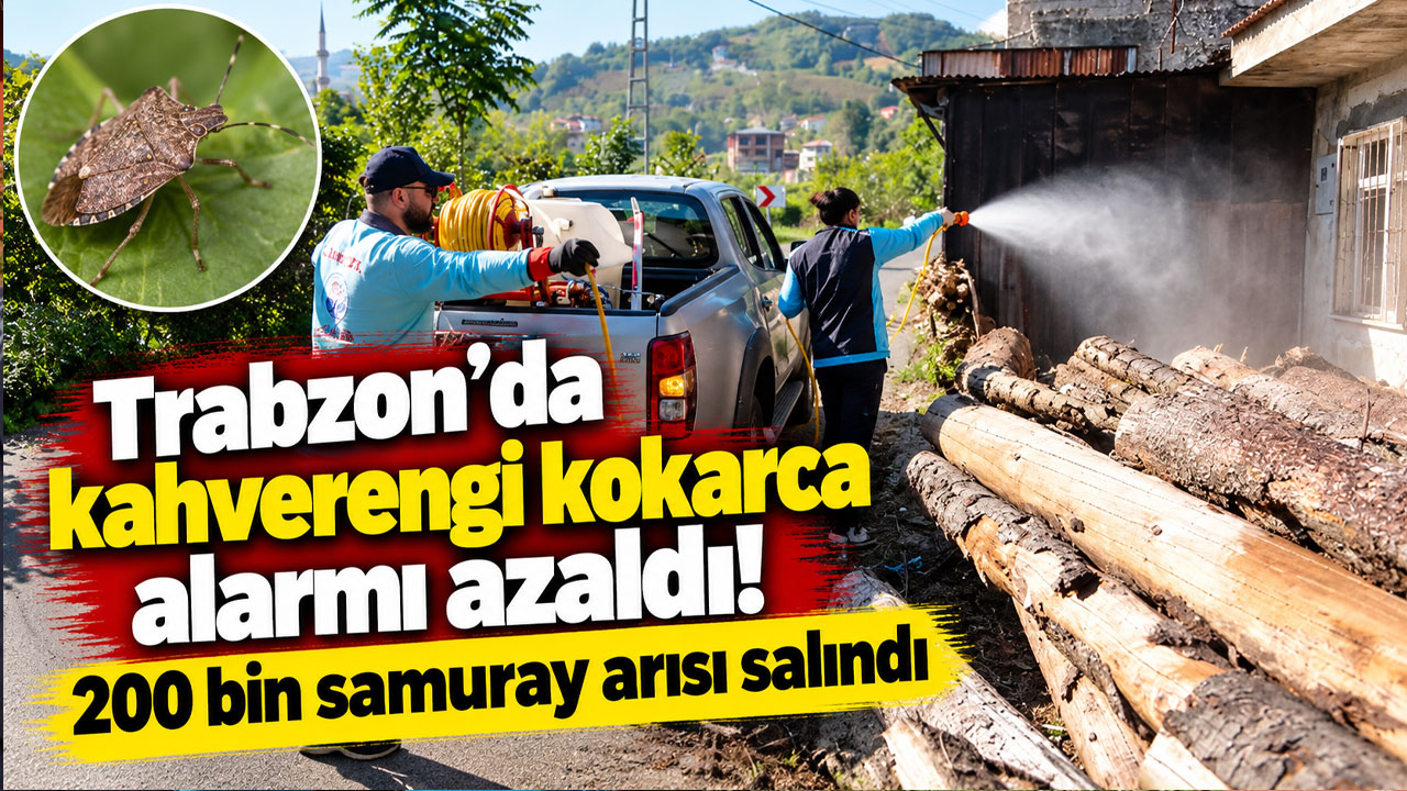 Trabzon’da kahverengi kokarca alarmı azaldı! 200 bin samuray arısı salındı