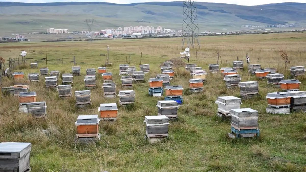 Ardahanlı arıcılar kış hazırlığında! Kovanlar Artvin’e taşınacak
