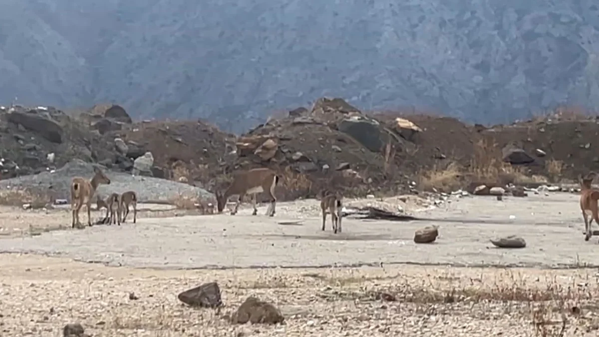 Artvin’de dağ keçileri ilçe merkezine indi! O anlar kamerada