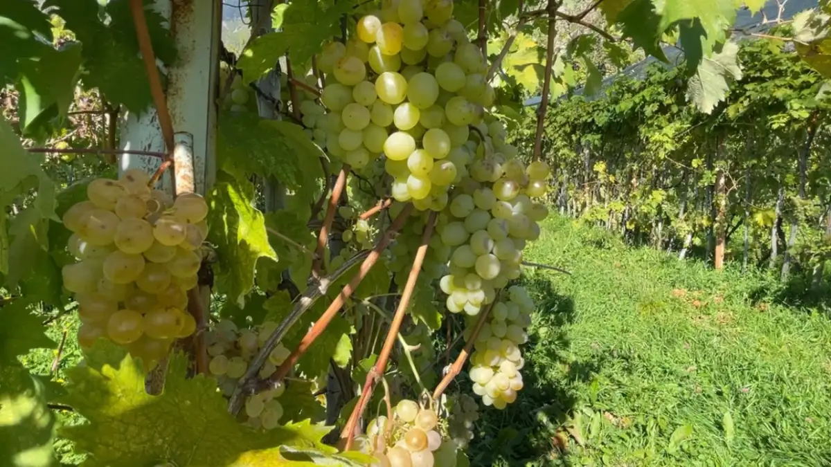 Artvin’de Peterek üzümünün hasadı başladı! Kilosu 200 TL