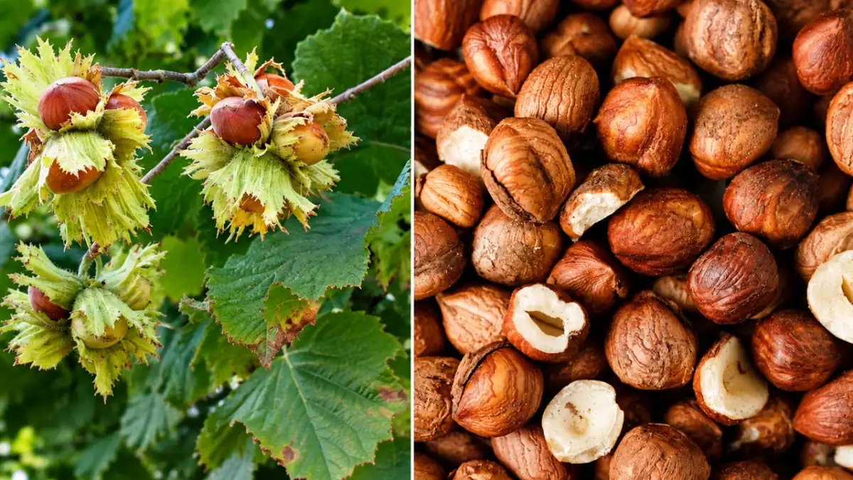 Avrupa'nın Türk fındığına tavrı değişti! Ferrero ve TMO neden aynı tartışmanın merkezinde?