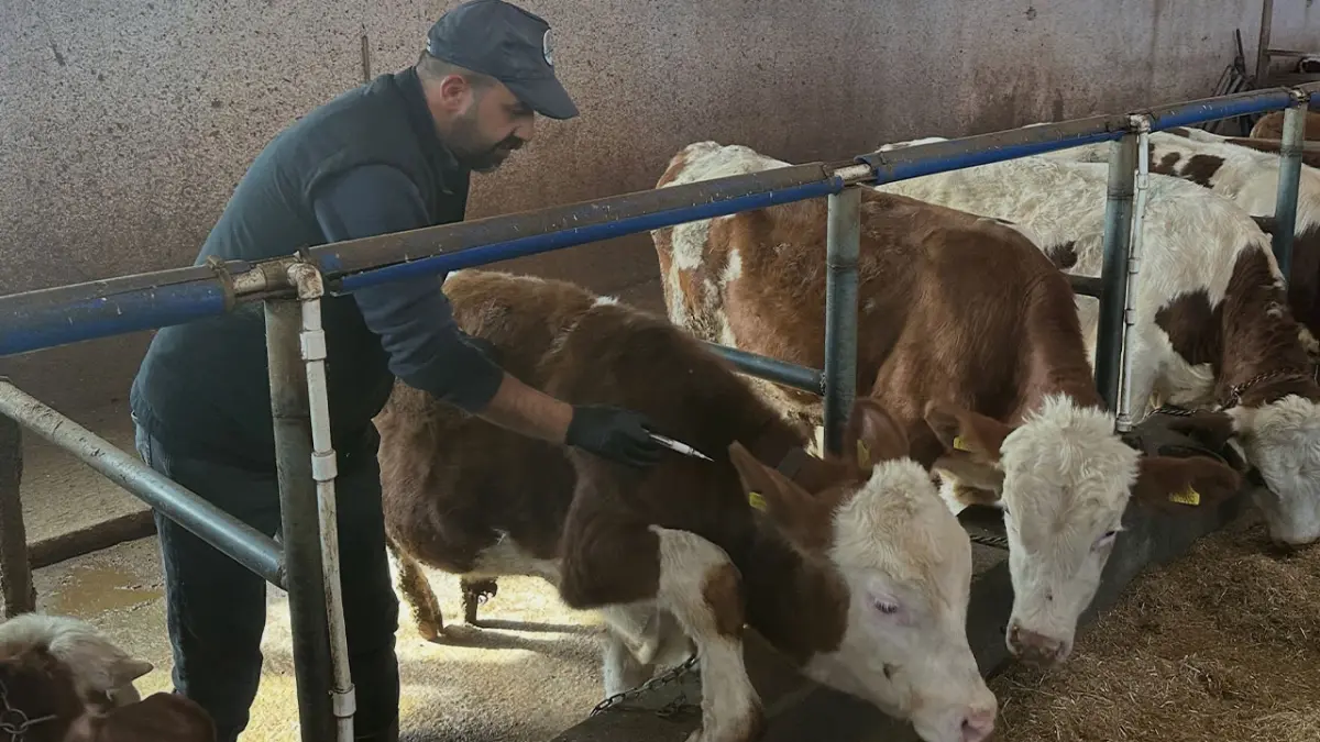 Bayburt Aydıntepe’de büyükbaş hayvanlar için şap aşılama seferberliği
