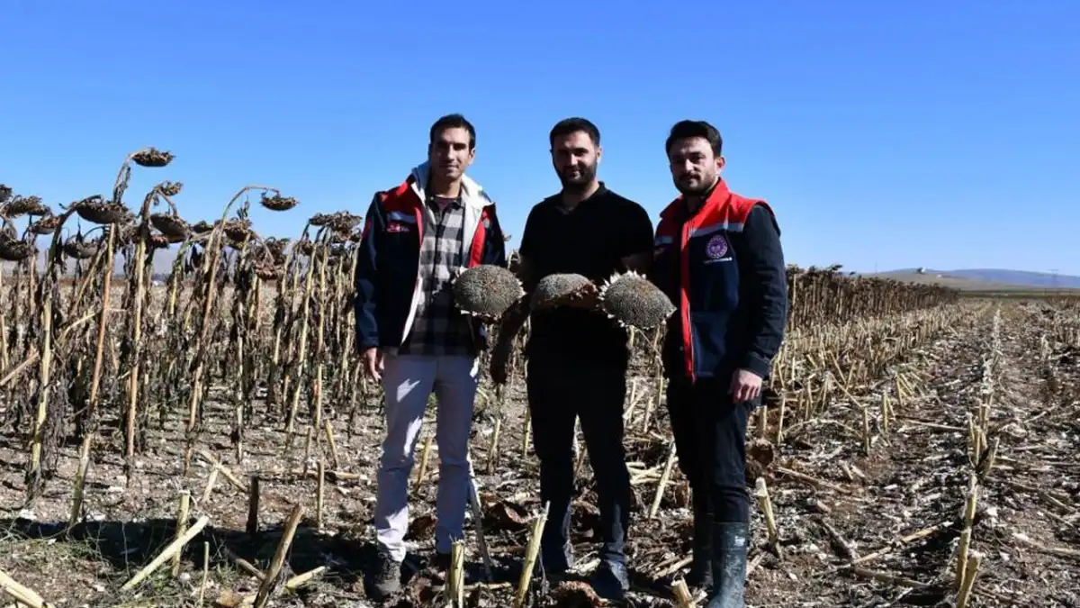 Bayburt’ta ayçiçeği hasadı için tarla kontrolleri yapıldı
