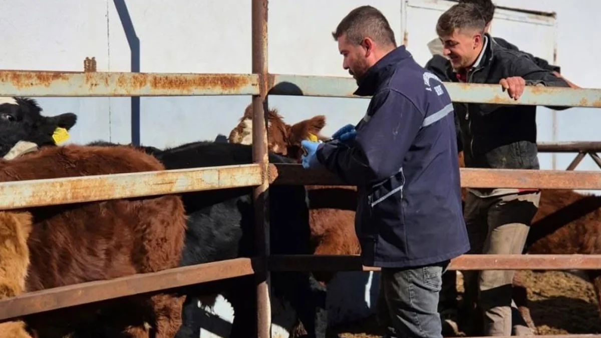 Bayburt’ta büyükbaş hayvanlara şap aşısı uygulanıyor