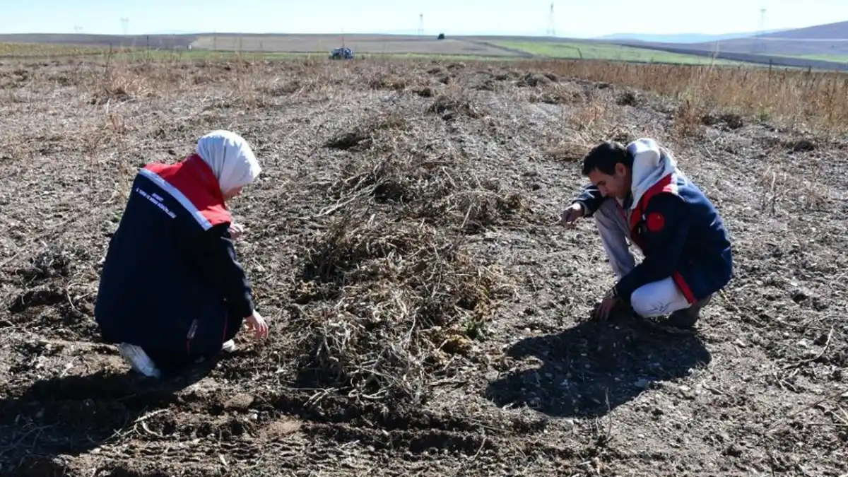 Bayburt’ta fasulye hasadında rekolte sevindirdi