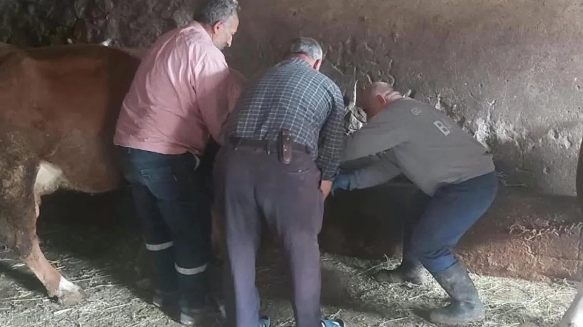 Bayburt’ta hayvancılık işletmesinde yavru atık bildirimi üzerine denetim