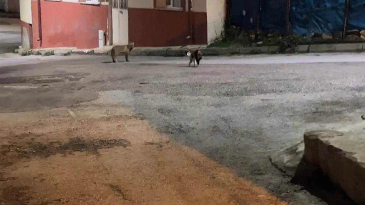 Bayburt’ta yiyecek kavgası! Kedi tilkiyi sokak boyunca kovaladı