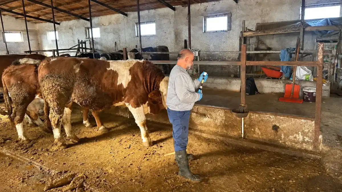 Bayburt'un Aydıntepe ilçesinde 13 köyde şap aşılama çalışmaları tamamlandı